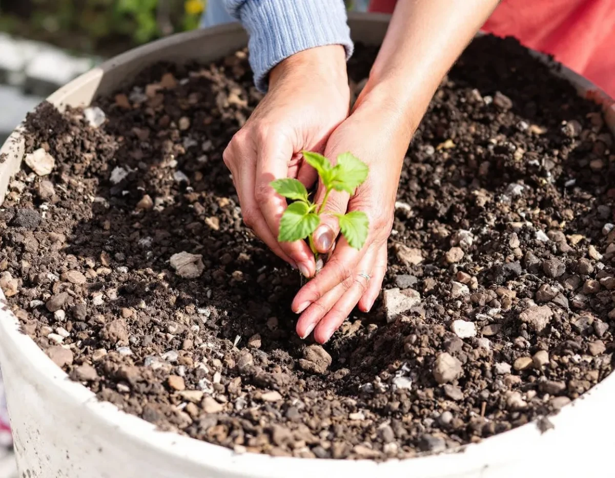 Comment démarrer votre potager avec succès : les semis essentiels à réaliser dès maintenant